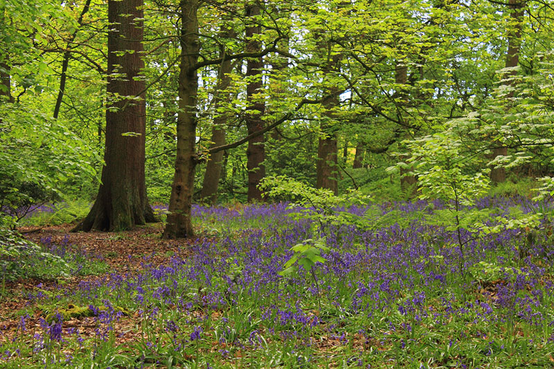 St Ives Country Park, Bingley